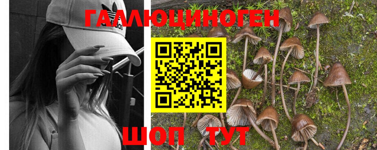 Псилоцибиновые грибы Psilocybe Асбест